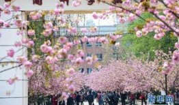 樱花校园最新大爆料,独家爆料带你探秘校园风云